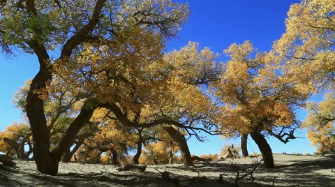 Populus euphratica forest Stock Footage 44349745