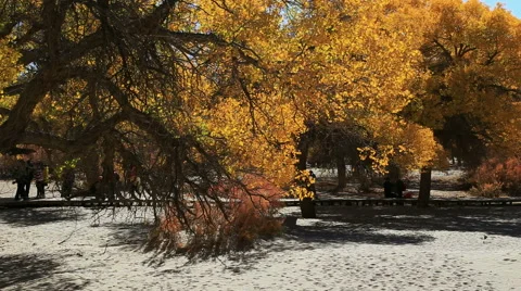 Populus euphratica forest Video stock 44349767