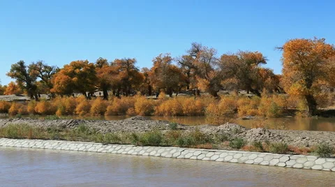 Populus euphratica forest Stock Footage 44349795