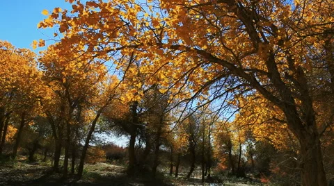 Populus euphratica forest Stock Footage 44349823