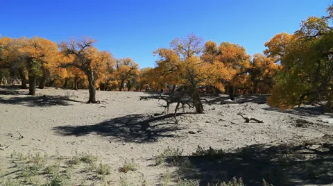 Populus euphratica forest Stock Footage 44349835