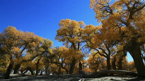 Populus euphratica forest Stock Footage 44349888