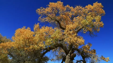 Populus euphratica forest Stock Footage 44349952