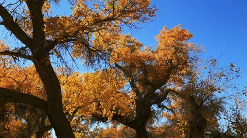 Populus euphratica forest Stock Footage 44350031