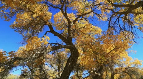 Populus euphratica forest 库存影片 44350034