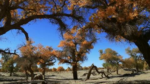 Populus euphratica forest Stock Footage 44350102