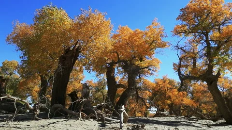 Populus euphratica forest Stock Footage 44350316