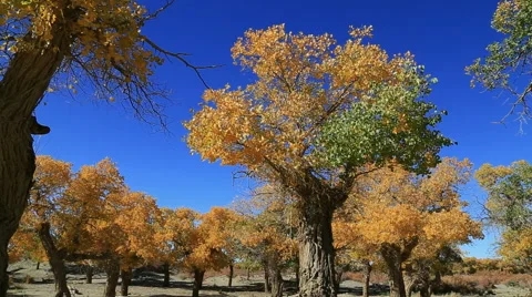 Populus euphratica forest Stockbeeldmateriaal 44350339