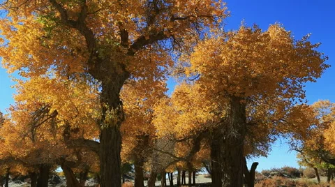 Populus euphratica forest Video stock 44350361