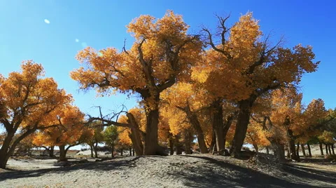 Populus euphratica forest Stock Footage 44350407