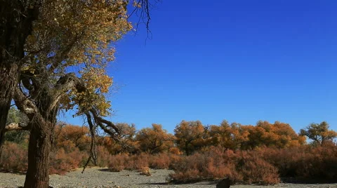 Populus euphratica forest Stock Footage 44350438
