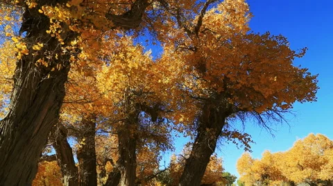 Populus euphratica forest Stock Footage 44350447