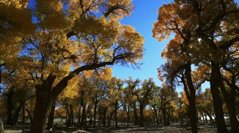 Populus euphratica forest Stock Footage 44350829