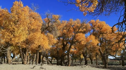 Populus euphratica forest Stock Footage 44350877