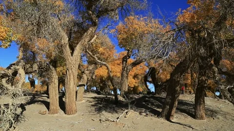 Populus euphratica forest 库存影片 44350934