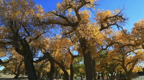 Populus euphratica forest Stock Footage 44350947