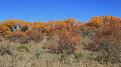 Populus euphratica forest Stock Footage 44351000