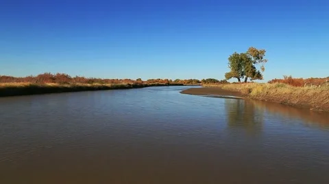 Populus euphratica forest 動画素材 44351025