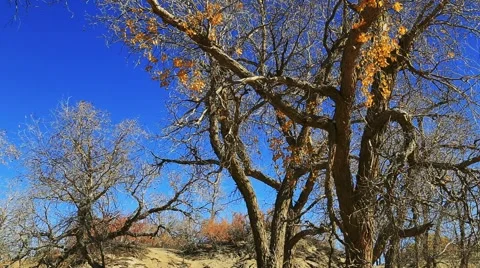 Populus euphratica forest 動画素材 44351027