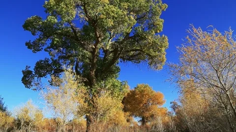 Populus euphratica forest Stock Footage 44351056