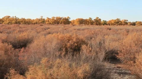 Populus euphratica forest Stock Footage 44351074