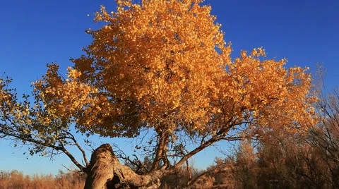 Populus euphratica forest Video stock 44351260