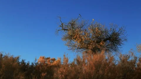 Populus euphratica forest Stock Footage 44351942