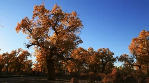 Populus euphratica forest Vídeo Stock 44352043