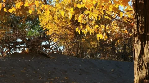 Populus euphratica forest Stock Footage 44352088