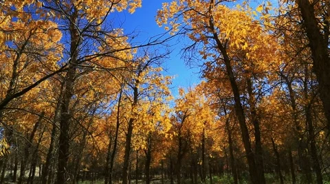 Populus euphratica forest 库存影片 44352106