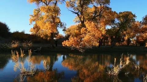 Populus euphratica forest Stock Footage 44352132