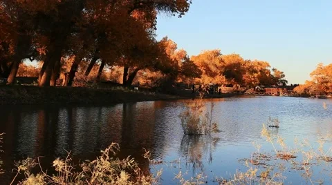 Populus euphratica forest Stock-Footage 44352155