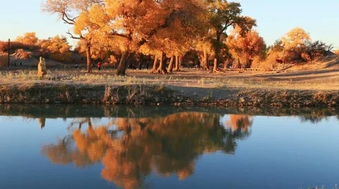 Populus euphratica forest 動画素材 44352264