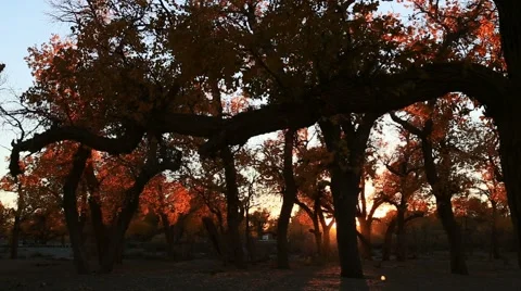Populus euphratica forest Stockbeeldmateriaal 44352290