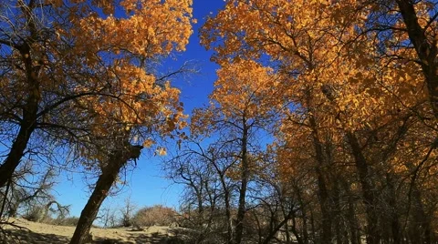 Populus euphratica forest Stock Footage 44352391