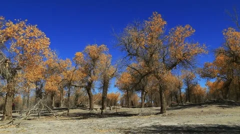 Populus euphratica forest Stock Footage 44352398