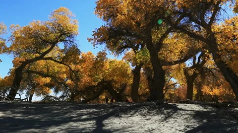 Populus euphratica forest Stock Footage 44352460