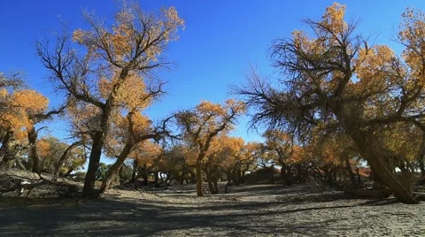 Populus euphratica forest Video stock 44352463