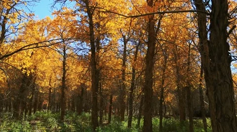 Populus euphratica forest Stock Footage 44352511
