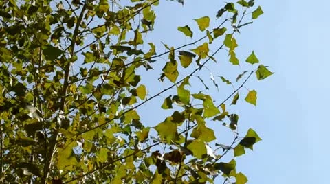 Populus Stock Footage 10992556