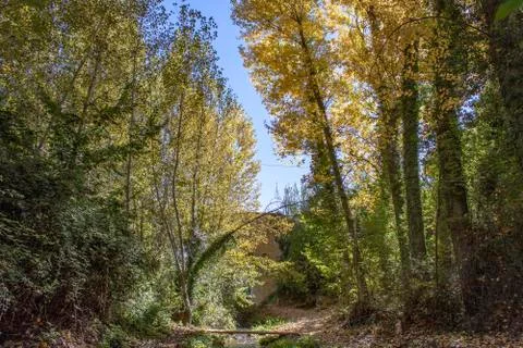 Populus forest Stock Photos