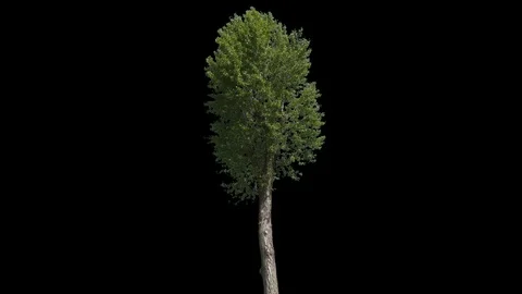 Populus Nigra Isolated Tree Stock-Footage 110794878