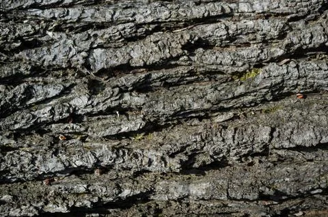 Populus Nigra Tree Bark or Rhytidome Texture Detail Stock Photos