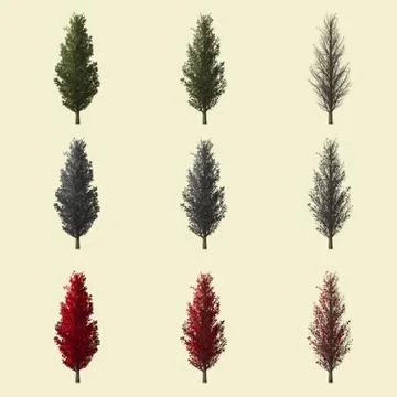 Populus tree season change set,summer winter autumn 3d rendering isolated f.. Stock Illustration
