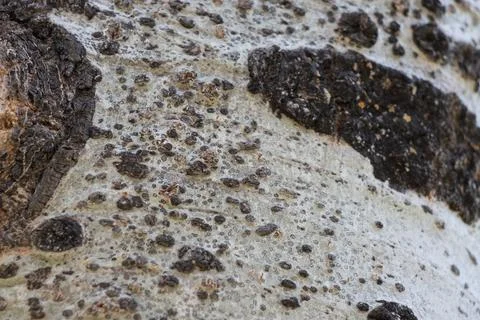 POPULUS TREMULOIDES BARK Stock Photos