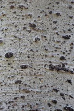 POPULUS TREMULOIDES BARK Stock Photos