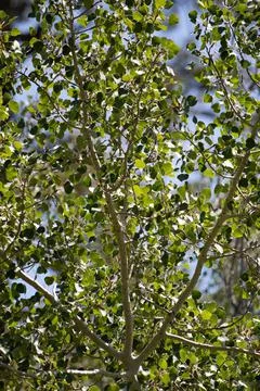 POPULUS TREMULOIDES LEAF Stock Photos