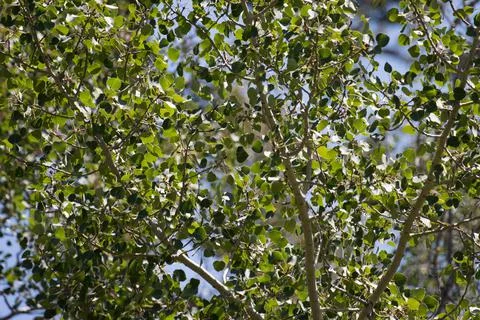 POPULUS TREMULOIDES LEAF Foto stock