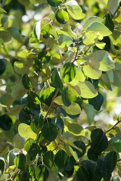 POPULUS TRICHOCARPA LEAF Stock Photos