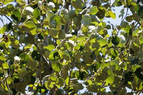 POPULUS TRICHOCARPA LEAF Stock Photos